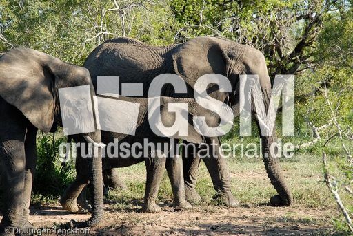 Afrikanischer Elefant (45 von 131).jpg